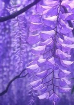 一隅を照らす -鬼滅の刃-