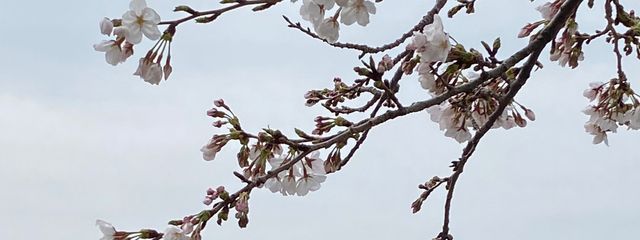 無名さんの壁紙画像