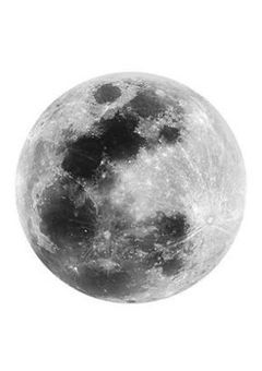 ⠀ねこにまたたび 。⠀