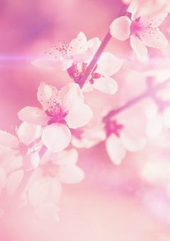 蘭 桜葉のファンクラブ！