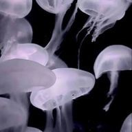 おさかなさんのアイコン画像