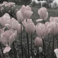 peach_o0さんのアイコン画像