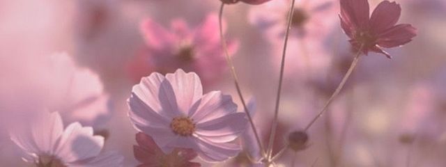 心愛𓂃🫧‪🐾໊さんの壁紙画像