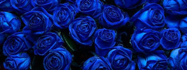 西条美玲さんの壁紙画像