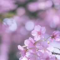 桜雫 すい .ೃ*◞✿꒱さんのアイコン画像