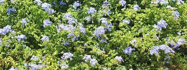 桜(✿´ ꒳ ` )さんの壁紙画像