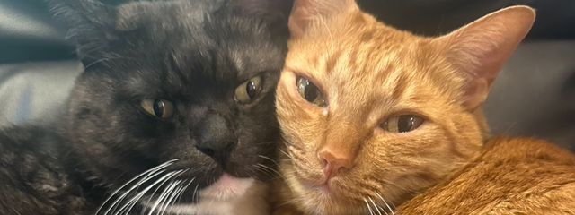 夜明ﾁｬﾝ－Yaaki-chan－🌄✨さんの壁紙画像