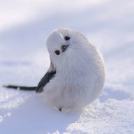 Sakiさんのアイコン画像