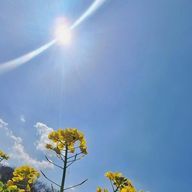 𝑺𝑨𝑲𝑼𝑹𝑨𝐆𝑰 𝑺𝑨𝑲𝑰‪‪❀·*さんのアイコン画像