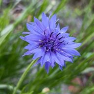 テノヤキさんのアイコン画像