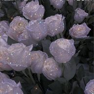 もあさん🕯🖤*˙さんのアイコン画像