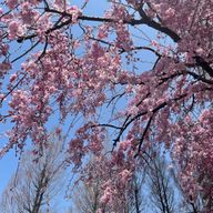 ゆえゆえさんのアイコン画像