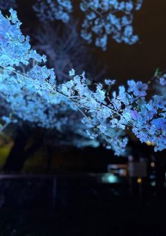 怪盗、身に覚えのない執着浴びてます