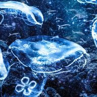 クラゲさんのアイコン画像