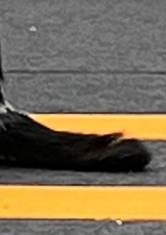 好奇心は猫をも殺す