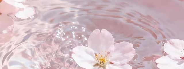 桜瀬さんの壁紙画像