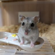 ももかさんのアイコン画像