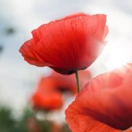 晴天さんのアイコン画像