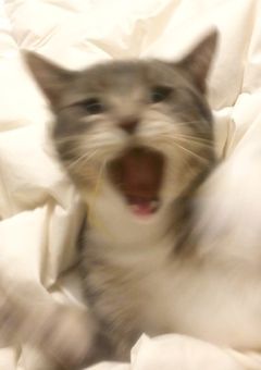 ︎ ︎ ︎ ︎ ︎ ︎仔猫との秘密 ,