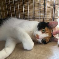 りょうちさんのアイコン画像