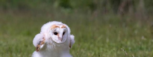 さとさかさんの壁紙画像