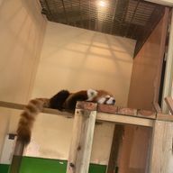 こづめ。さんのアイコン画像