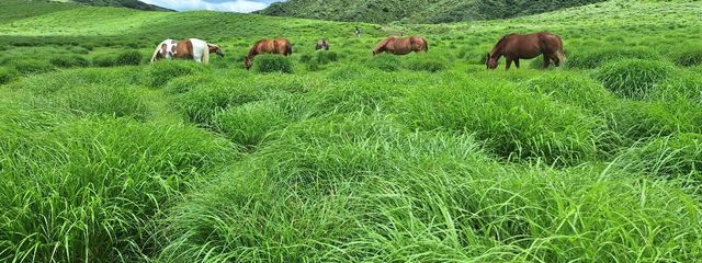推しが多すぎる人(ぽにぃ)さんの壁紙画像