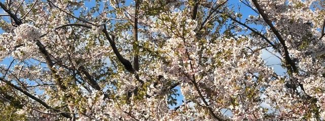 ﾕﾕﾕさんの壁紙画像