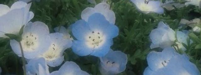 理想論さんの壁紙画像