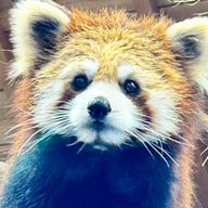 ビタミンCさんのアイコン画像