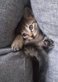 猫好き❤️