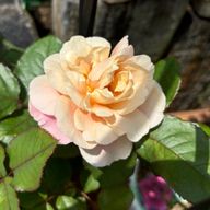 しおにぎりさんのアイコン画像