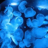 ぴょこんさんのアイコン画像