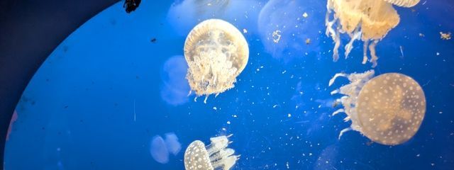 ココさんの壁紙画像