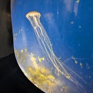 ココさんのアイコン画像