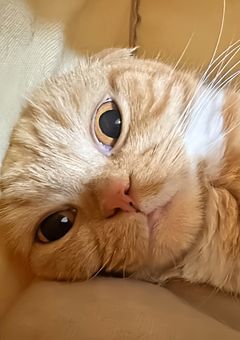 メンバーを猫ちゃんにしたら可愛かったけん飼うわ、((