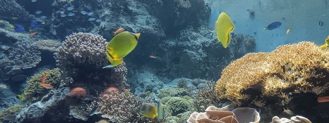 桜廻@寝ますさんの壁紙画像