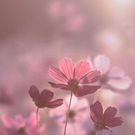 てぃあもさんのアイコン画像