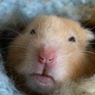 コーヒー豆腐さんのアイコン画像