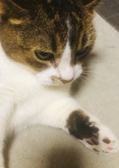 兄弟、姉妹、双子になりましょう！