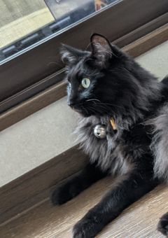 # あ な た に 恋 を し て い ま し た .