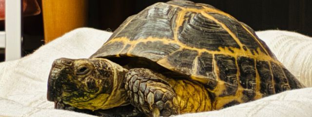 ただのかにの日常さんの壁紙画像