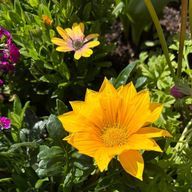 ハクさんのアイコン画像