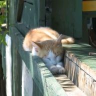 ゆらら🌙さんのアイコン画像