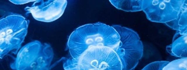 サクラゲ@六僕視聴回数3000いったら書きますさんの壁紙画像