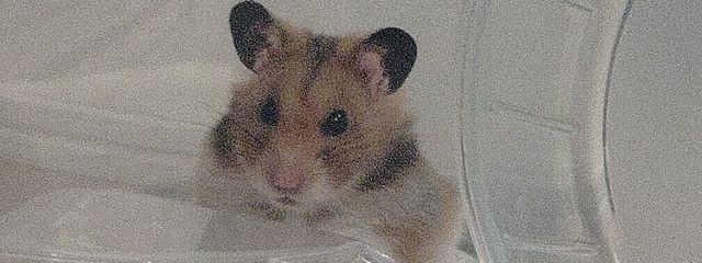 あかりさんの壁紙画像