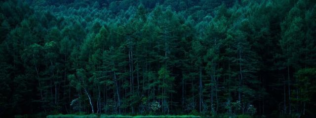 スミレさんの壁紙画像