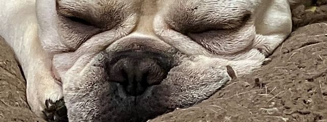 ろくあさんの壁紙画像