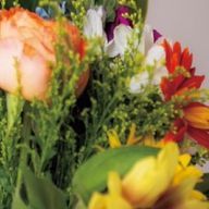 菊丸。さんのアイコン画像