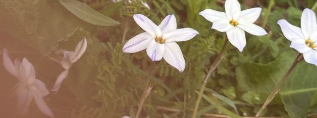 うゆ🥛さんの壁紙画像